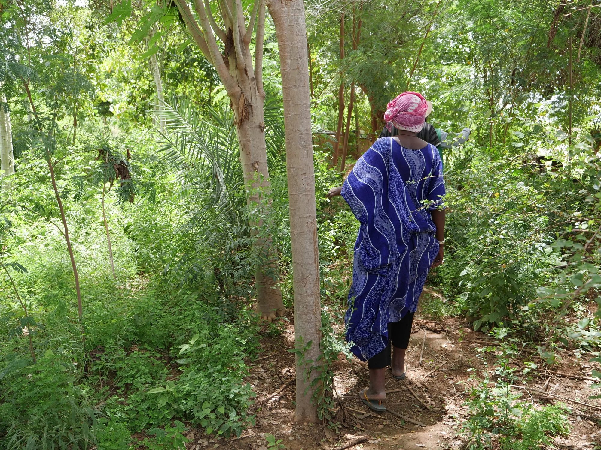 Senegal Sahel Reforestation Project