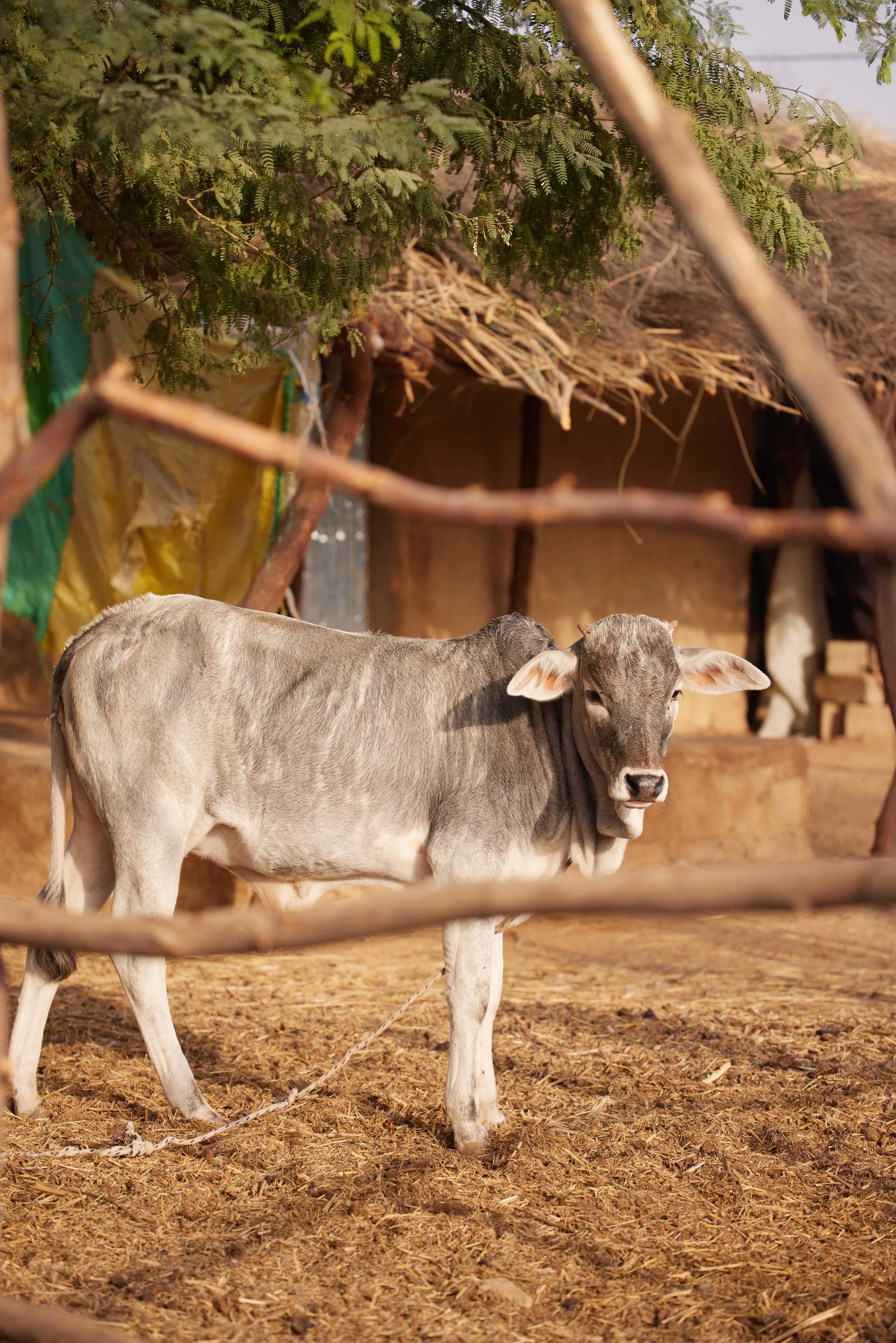 Mboyo Dierry Forage